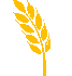 Un épi de blé